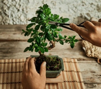 quand et comment tailler un bonsaï intérieur ou extérieur technique taille entretien structure quel emplacement pour un bonsaï arrosage pour en faire un arbre