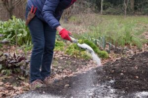 quand et comment utiliser la chaux vive dans le jardin