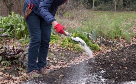 quand et comment utiliser la chaux vive dans le jardin