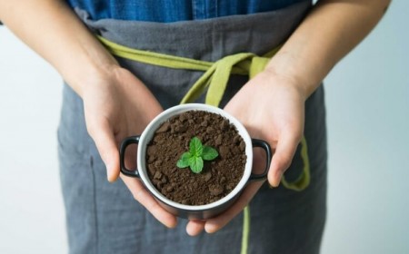 quand faire pousser de la menthe
