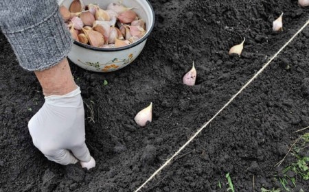 quand planter ail rose en 2023