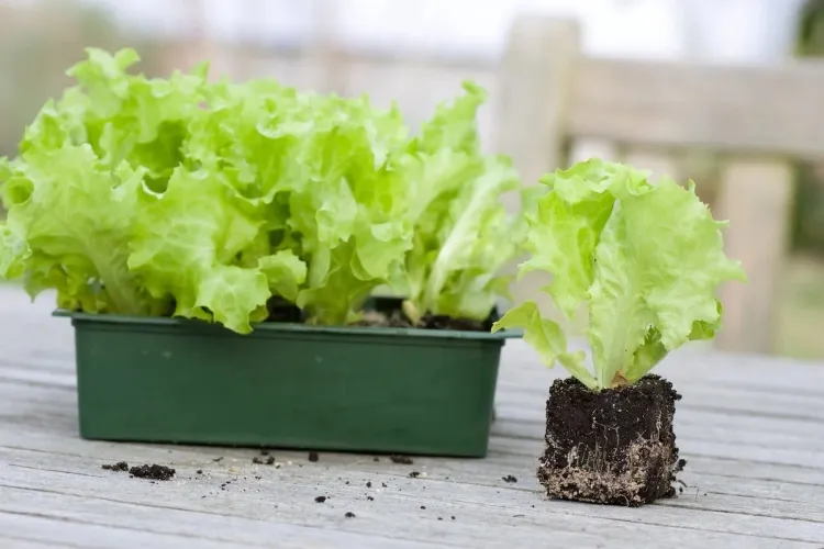 quand planter des salades en pleine terre 2023