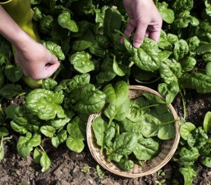 quand planter épinard graine semer