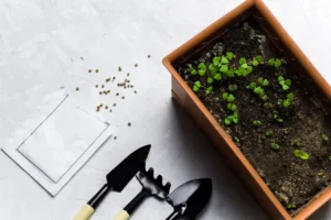 quand semer le basilic en 2022 avec la lune 22 et 23 février petit jardin aromatique dans la cuisine