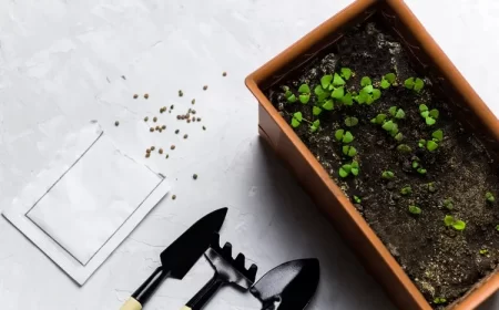 quand semer le basilic en 2022 avec la lune 22 et 23 février petit jardin aromatique dans la cuisine