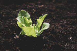 quand semer les salades en 2023