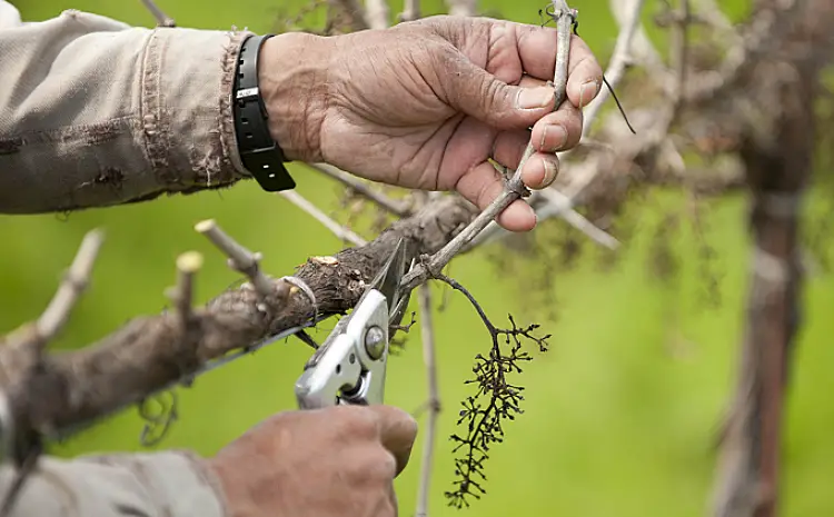 quand tailler les vignes établies guide jardin fruits bourgeons 