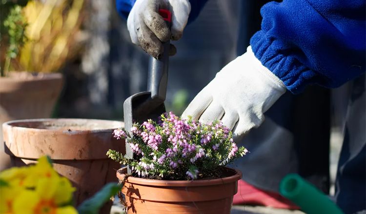 que faire en février au balcon