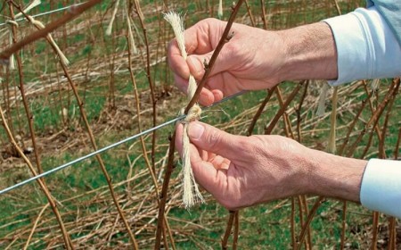 quel mois pour tailler un framboisier après récolte fruits coupez nivelées sol attachez jeunes pousses fils support