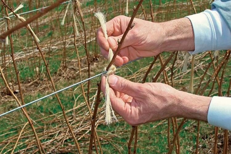 quel mois pour tailler un framboisier après récolte fruits coupez nivelées sol attachez jeunes pousses fils support