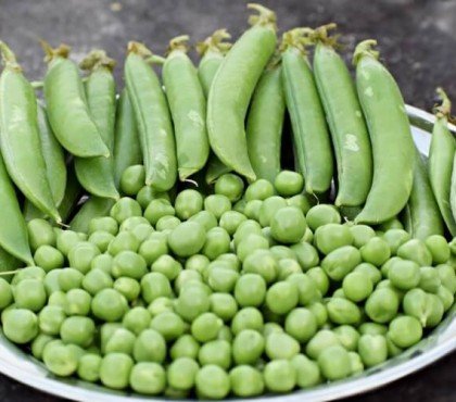 quel petit pois semer en mars avant plantation alimenter engrais azoté phosphore potassium