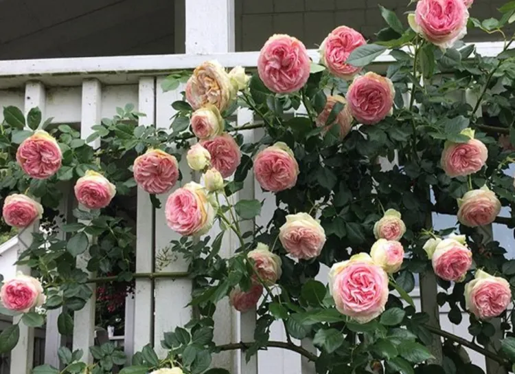 quel rosier choisir ombre fraîcheur opter eden grimpeur rose floraison répétée