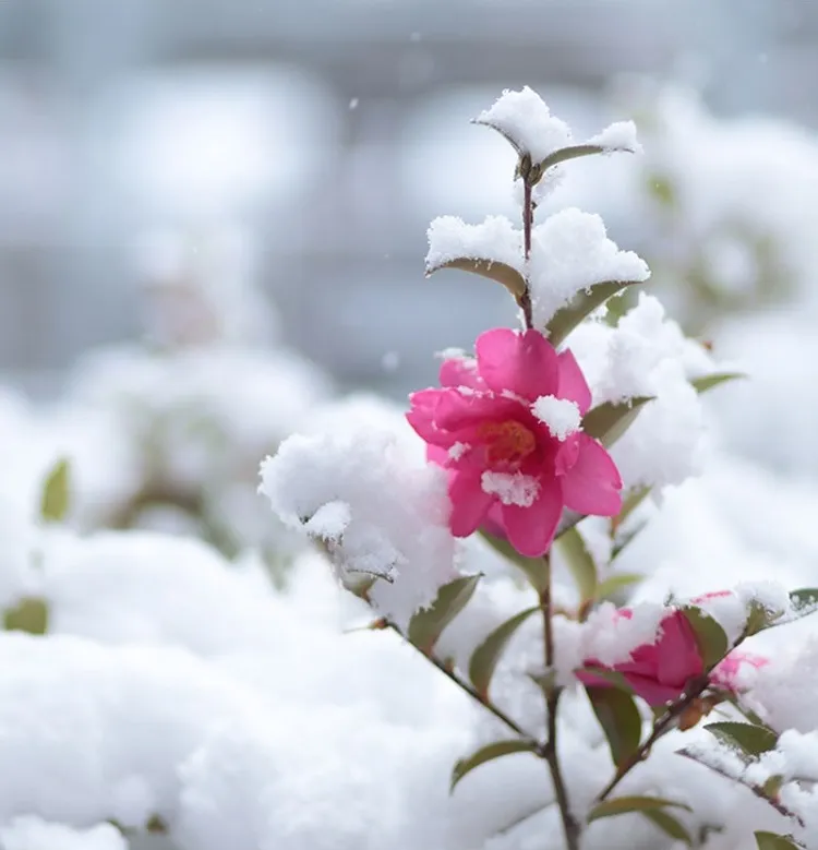 fleurs à planter en février