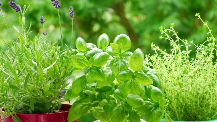 quelles herbes planter en février pousser conteneurs pleine terre conditions météorologiques