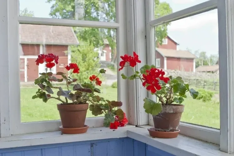 quelles sont les fleurs les plus odorantes interieur geranium