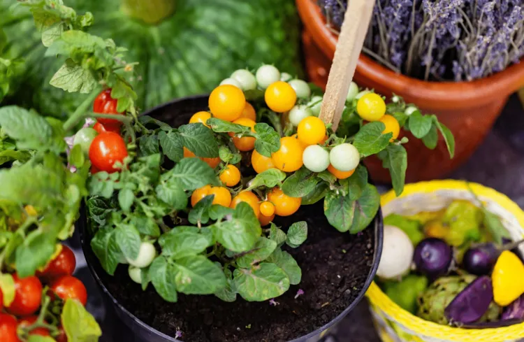 quels légumes faire pousser sur un balcon