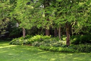 quels sont les arbres qui absorbent le plus de CO2