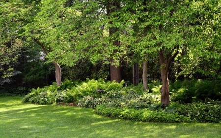 quels sont les arbres qui absorbent le plus de CO2