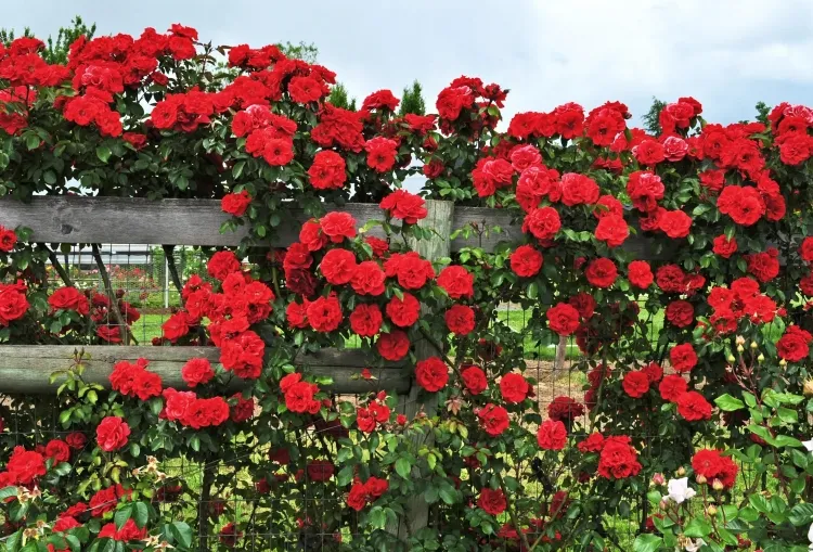roses grimpantes pour pergola don juan rose rouge riche authentique double floraison parfum doux