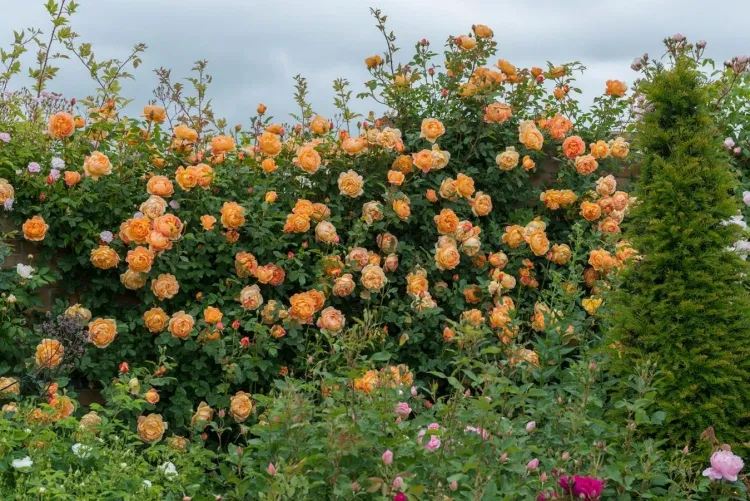 roses grimpantes pour pergola lady shalott fleurs répétées forme calice abricot léger parfum thé