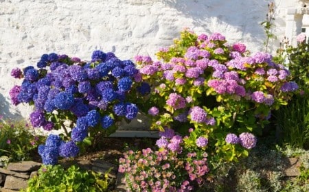 savoir où planter un hortensia 2023