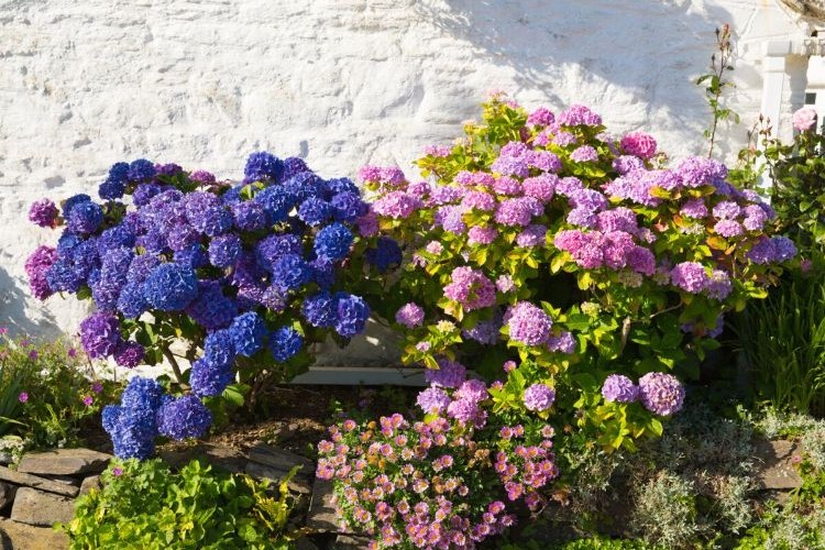 savoir où planter un hortensia 2023