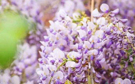 tailler la glycine en février 2023