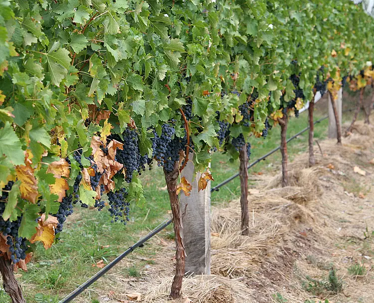 vigne cannes tronc jardin conseils pratiques