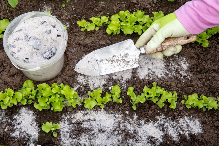 comment désherber avec de la cendre jardin bois