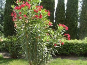 Comment faire pour avoir un beau laurier-rose