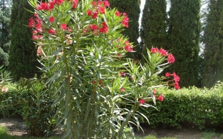Comment faire pour avoir un beau laurier-rose