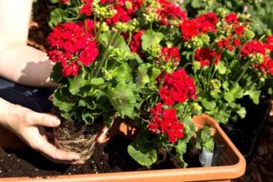 Comment faire repartir les géraniums au printemps