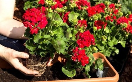 Comment faire repartir les géraniums au printemps