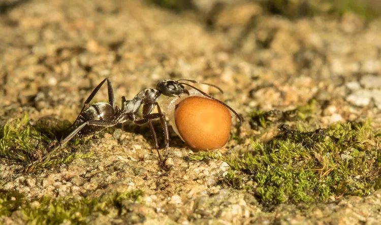 comment protéger les semis des fourmis