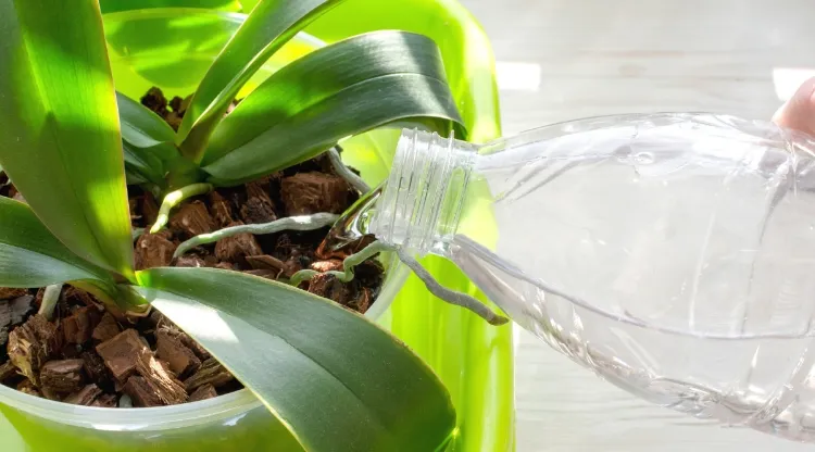 Erreur entretien orchidée arroser la plante avec de l'eau calcaire plante