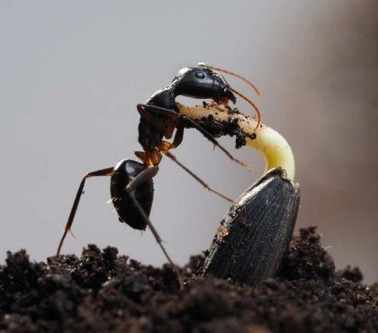 est ce que les fourmis mangent le potager