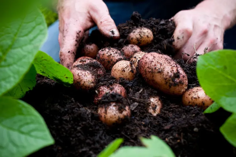 Les étapes nécessaires pour réussir à faire germer les pommes de terre avant de les planter