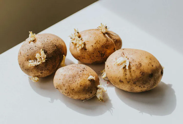 Les étapes nécessaires pour réussir à faire germer les pommes de terre avant de les planter