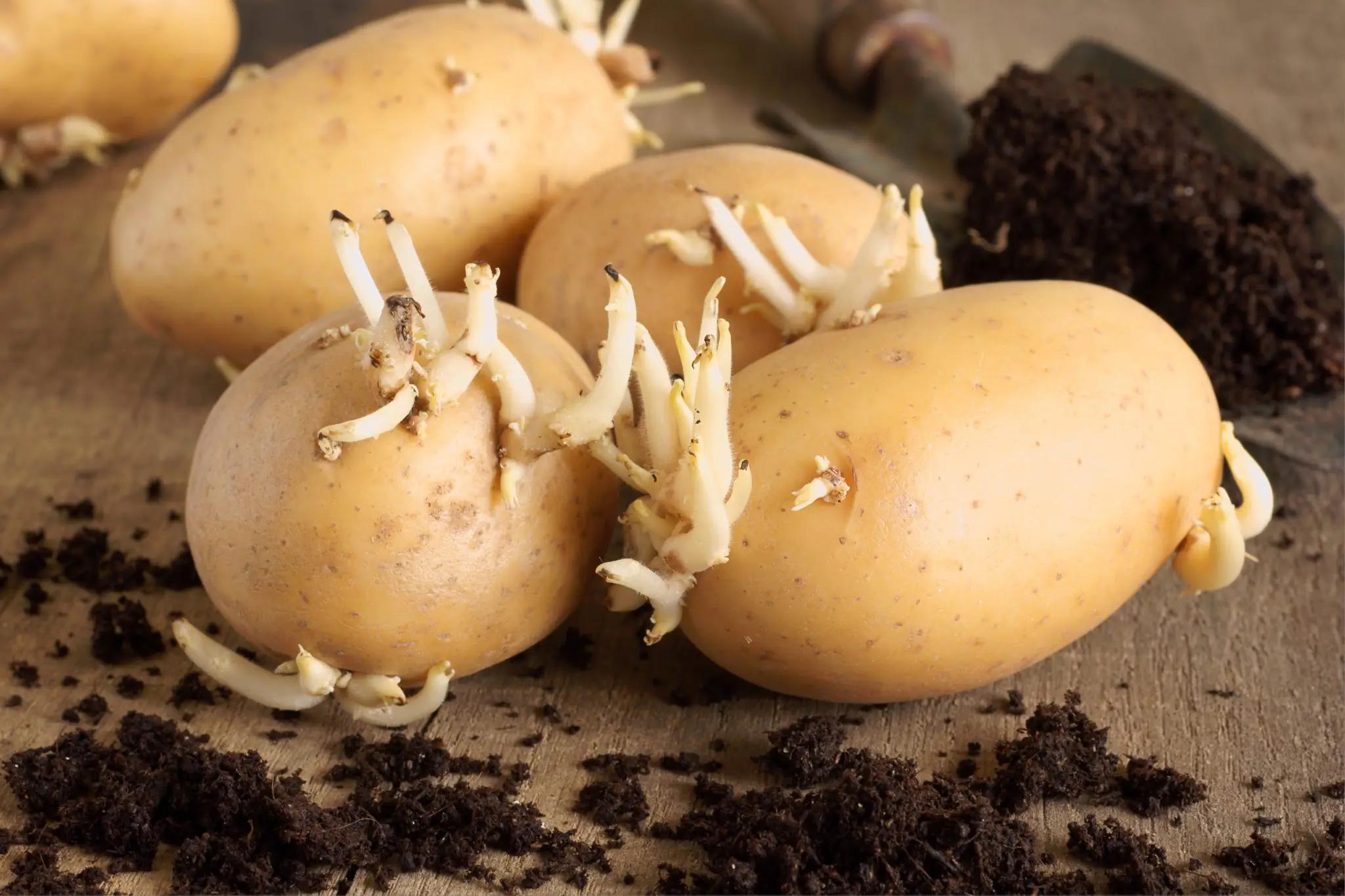 Les étapes nécessaires pour réussir à faire germer les pommes de terre avant de les planter