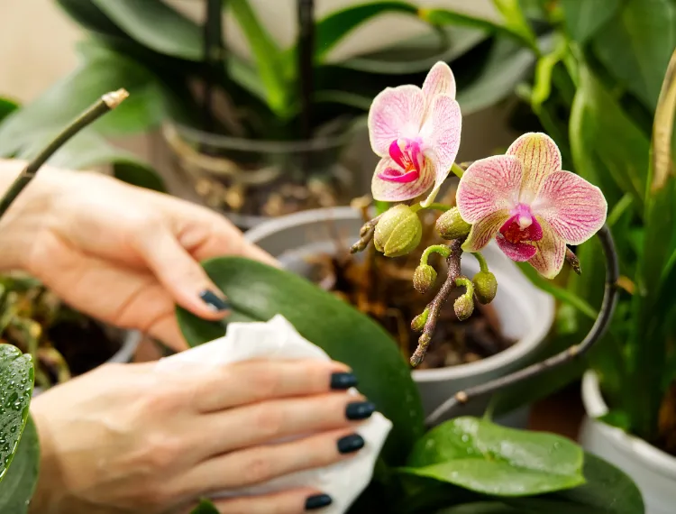 Ne pas nettoyer votre fleur chiffon orchidees erreurs lumiere debarraser froid hiver temperature pot eau