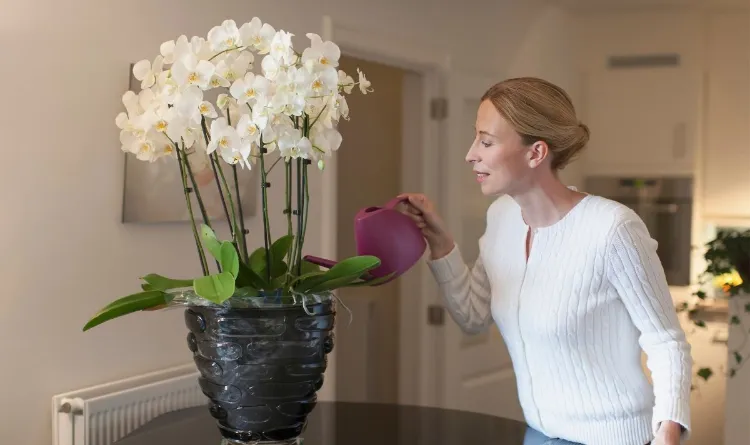 Noyer votre plante erreurs lumiere directe arrosage plante fleur orchidée