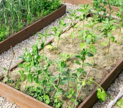 peut on planter après avoir mis du désherbant jardin