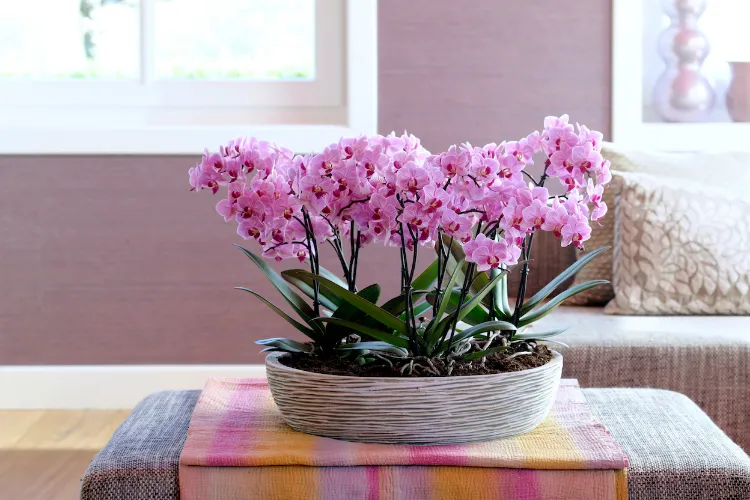 Placer l’orchidée près d‘un chauffage еrreur entretien eviter hiver plante arroser noyer fleur