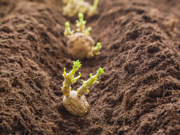 Planter faire germer les pommes de terre noir lumiere germés еtapes