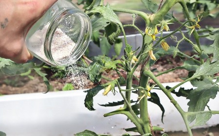 pourquoi mettre des coquilles d'œuf au pied des tomates