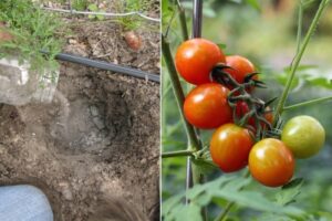 quand mettre de la cendre aux tomates