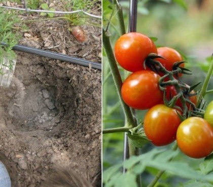 quand mettre de la cendre aux tomates