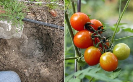 quand mettre de la cendre aux tomates