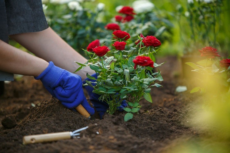 quel arbuste planter en mars