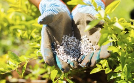 Quel engrais pour agapanthe utiliser pour la faire pousser et booster sa fleuraison